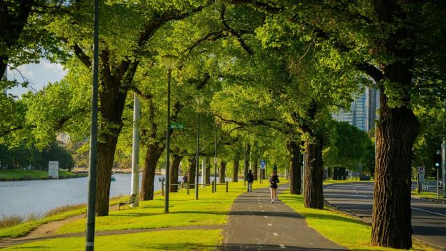 Спутники раскрыли секрет устойчивости городских деревьев